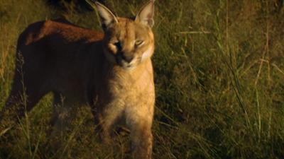 Das Waisenhaus für wilde Tiere: Folge 123: Abenteuer Afrika