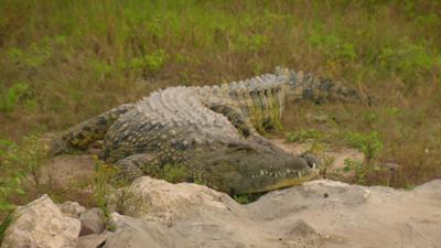 Das Waisenhaus für wilde Tiere: Folge 119: Abenteuer Afrika