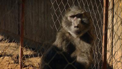 Das Waisenhaus für wilde Tiere: Folge 125: Abenteuer Afrika