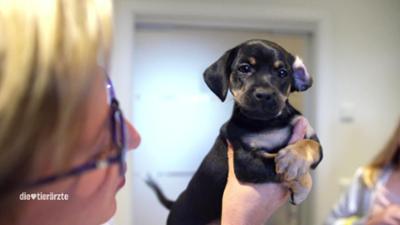 Die Tierärzte - Retter mit Herz: Ärztedoppel - Vater & Sohn im OP