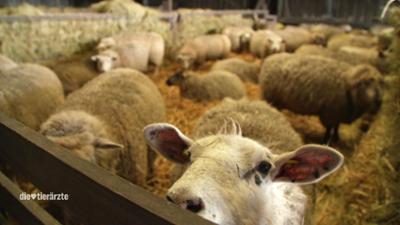 Die Tierärzte - Retter mit Herz: Eine Großfamilie hält zusammen