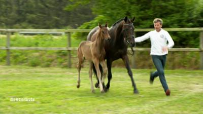 Die Tierärzte - Retter mit Herz: Auf dem Siegertreppchen (S01/E23)