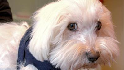 Die Tierärzte - Retter mit Herz: Strandspaziergang mit Folgen