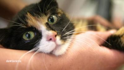 Die Tierärzte - Retter mit Herz: Visite im Sportdress (S01/E24)