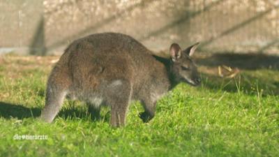 Die Tierärzte - Retter mit Herz: Der australische Patient