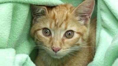 Die Tierärzte - Retter mit Herz: Nicht ohne meinen Kater!