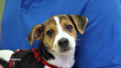 Die Tierärzte - Retter mit Herz: Segeltörn mit Hund