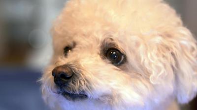 Die Tierärzte - Retter mit Herz: Der geborgte Hund