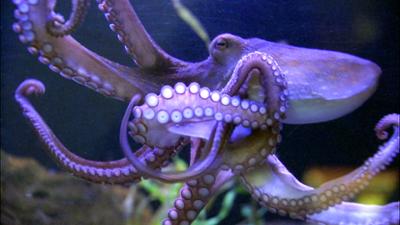 Elefant, Tiger & Co.: Videobeweis (504)