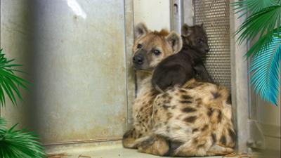 Elefant, Tiger & Co.: Die richtige Mischung (532)