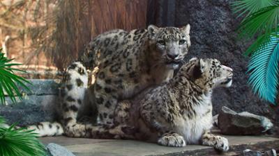 Elefant, Tiger & Co.: Trick 17 (870)