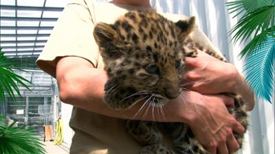 Elefant, Tiger & Co.: Im Sauseschritt zum Gipfelglück (731)