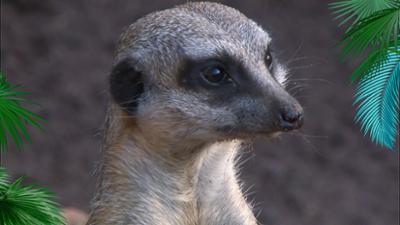 Elefant, Tiger & Co.: Marodes Königreich (521)