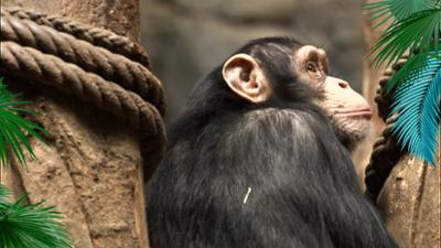 Elefant, Tiger & Co.: Die neue Freundin (860)