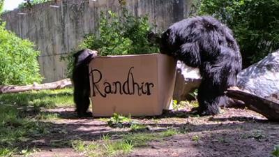 Elefant, Tiger & Co.: Muffins und Muffensausen (878)