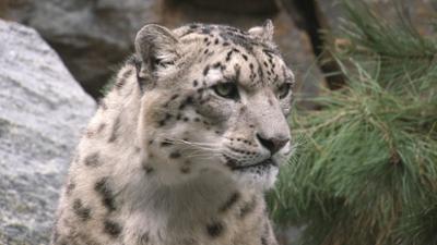 Elefant, Tiger & Co.: Gipfelstürmer (733)