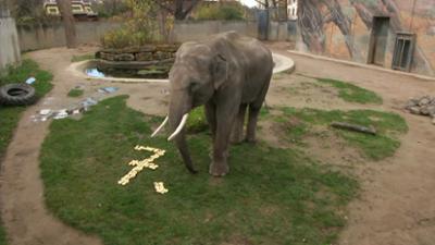 Elefant, Tiger & Co.: Stimmungsschwankungen (500)