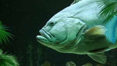 Elefant, Tiger & Co.: Lebendes Inventar (527)