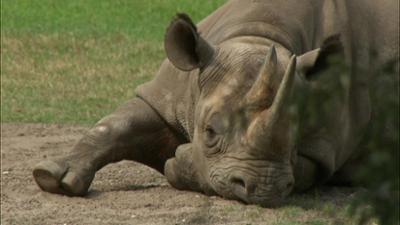 Elefant, Tiger & Co.: Eugen auf Freiersfüßen (515)