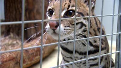 Elefant, Tiger & Co.: Plötzlich verkuppelt (502)