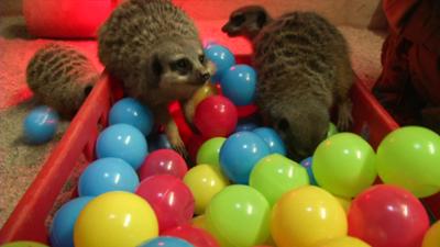 Elefant, Tiger & Co.: Ein Kessel Buntes (503)