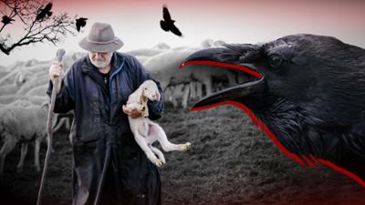 Gefährliche Raben: schützen oder abschießen?