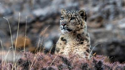 Im Tal der Schneeleoparden: Geisterkatzen – Im Tal der Schneeleoparden