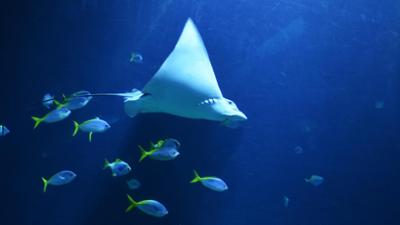 Leopard, Seebär & Co.: Kostbare Fracht - ein Adlerrochen aus Arnheim (199)