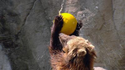 Leopard, Seebär & Co.: Ein Wiedersehen mit den Bärenbrüdern (200)