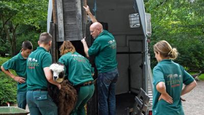 Leopard, Seebär & Co.: Tausche Alpaka gegen Zebra (180)