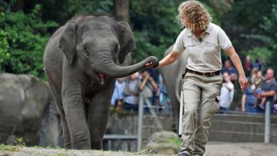 Leopard, Seebär & Co.: Traumjob Elefantenpflegerin (182)