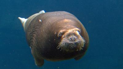 Leopard, Seebär & Co.: Schwergewicht mit feiner Stimme (161)