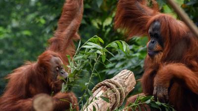 Leopard, Seebär & Co.: Denksport im Orang-Utan-Haus (164)