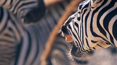 Leopard, Seebär & Co.: Wilde Begrüßung für den neuen Zebrahengst (184)