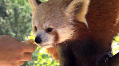 Leopard, Seebär & Co.: Clevere Krokodile schnappen zu (165)