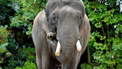 Leopard, Seebär & Co.: Pflege eines grauen Giganten (166)