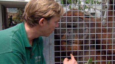 Leopard, Seebär & Co.: Die Orang-Utans - Meine zweite Familie (191)