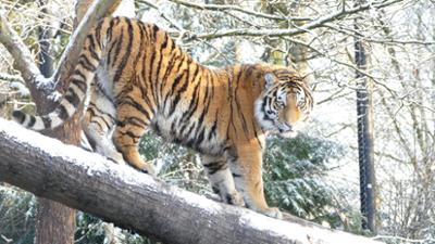 Leopard, Seebär & Co.: Wilde Visite bei Tigerin "Maruschka" (170)