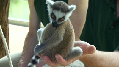Leopard, Seebär & Co.: Aus Liebe zum Tier: Im Team nach Wien (172)