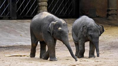 Leopard, Seebär & Co.: Die Elefantendusche und das magische Wort (173)