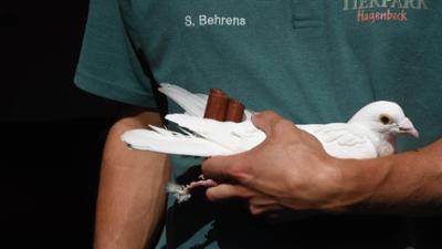 Leopard, Seebär & Co.: Das Konzert der weißen Tauben (174)