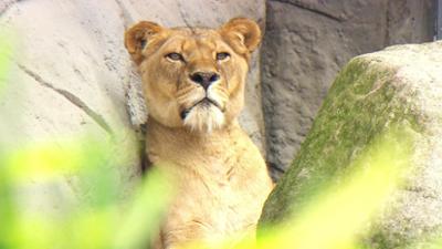 Leopard, Seebär & Co.: Morgens Miezekatze, abends Löwen-Bestie (176)