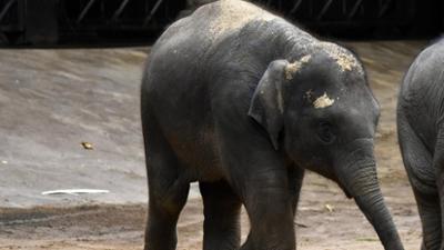 Leopard, Seebär & Co.: Kleiner Rüssel ganz groß (177)