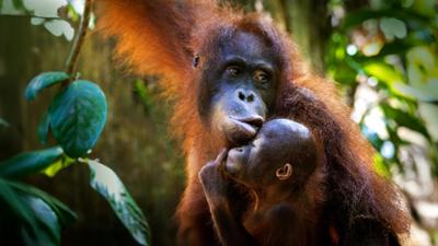 Orang-Utans: So nah wie nie