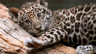 Panda, Gorilla & Co.: Große Kinder, Kleine Kinder