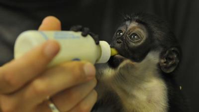 Panda, Gorilla und Co.: Panda, Gorilla & Co. (265)