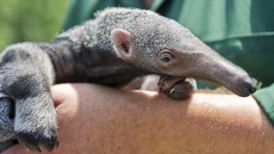 Panda, Gorilla und Co.: Panda, Gorilla & Co. (266)