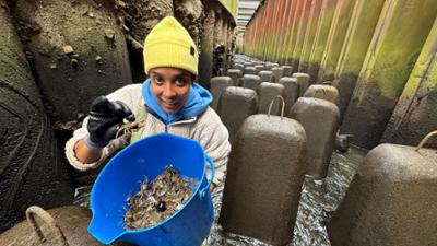 Pia und die wilde Natur: Elbmündung · Wo die Fische Treppen steigen