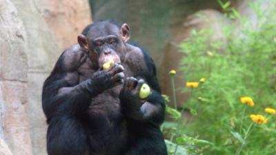 Seehund, Puma & Co.: Pipiprobe (S07/E22)