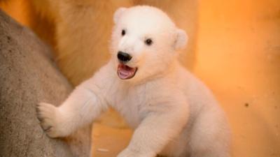 Seehund, Puma & Co.: Taufe für Eisbärin Lale (S07/E04)